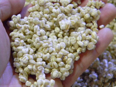 大麦麹 生麹（5kg）