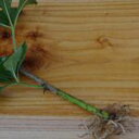 米沢産 ヒメうこぎ苗木 小（鉢無し）上杉鷹山公奨励 食べる垣根