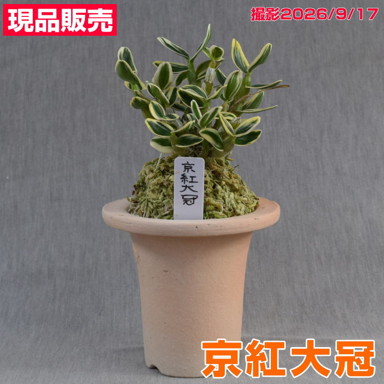 楽天市場】長生 蘭 品種の通販