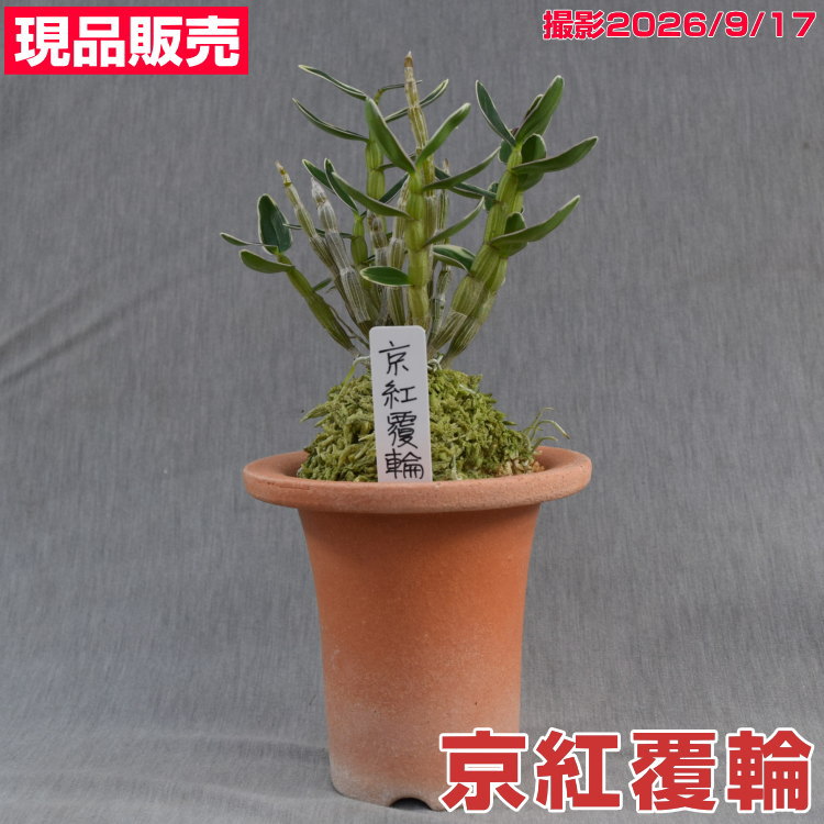 楽天市場】長生 蘭 品種の通販