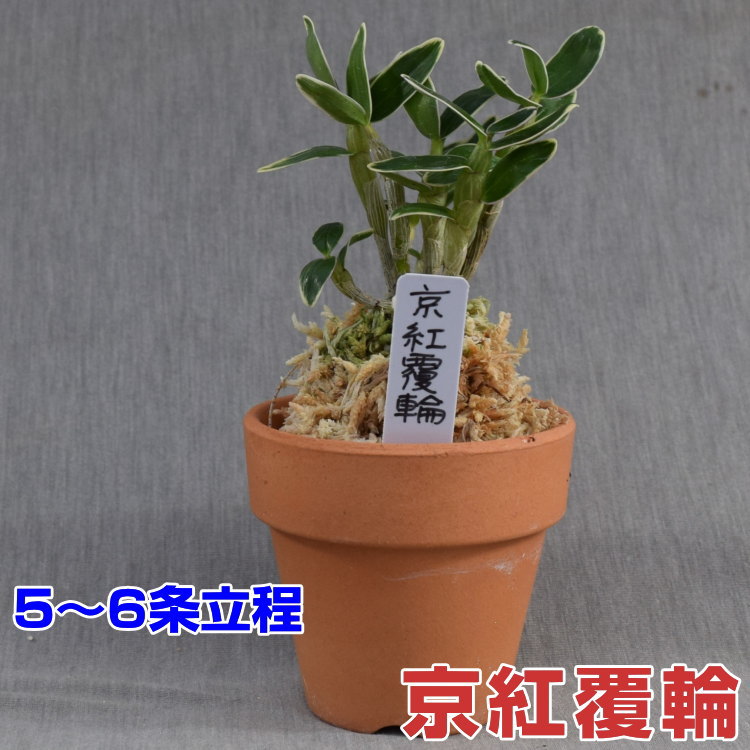 楽天市場】蘭 セッコク（鉢花｜花・観葉植物）：花・ガーデン・DIYの通販