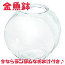 金魚 鉢 水槽【太鼓鉢 大】おまけ付 おしゃれ アクアリウム メダカ アカヒレ ベタ 訳あり 売り尽くし ギフト プレゼント お買い得 送料無料