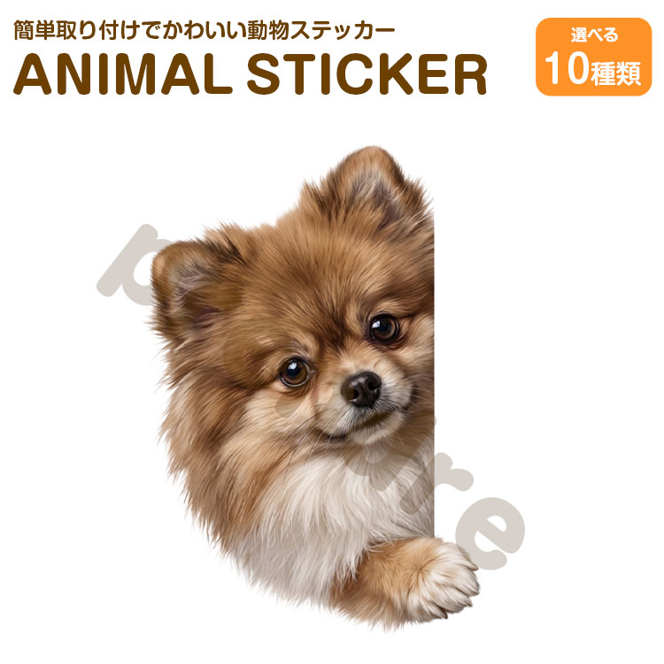 Rakuten - 犬 ステッカー ポメラニアン 覗き込む犬 かわいい 動物 アニマル シール カーステッカー ドレスアップ 車 バイク カー用品 傷隠し