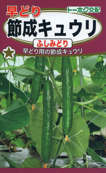 【全国送料無料】早どり　節成キュウリ　ふしみどり　きゅうり/ トーホク 野菜 ハーブ 草花 園芸 栽培 肥料 家庭菜園 球根 苗 種まき 種子 たね タネ 植物 ガーデニング 培養土 ポット じょうろ ★在庫がある商品のみ12時（土日祝を除く）までのご注文で当日出荷