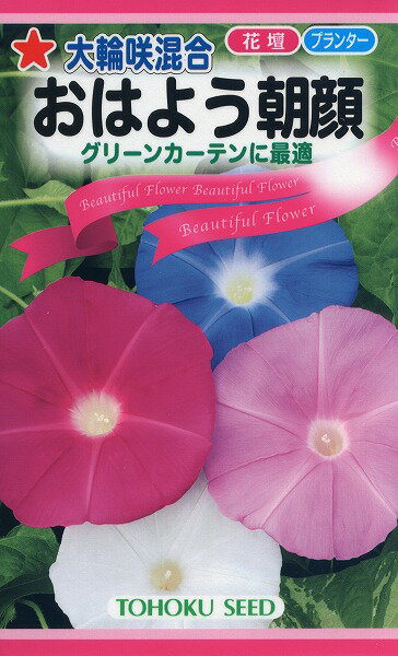 小学生の観察日記用に！おすすめの朝顔の種を教えて！