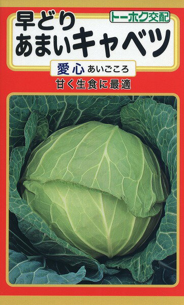 【全国送料無料】 早どり あまいキャベツ　愛心（あいごころ）/ トーホク 野菜 ハーブ 草花 園芸 栽培 肥料 家庭菜園 球根 種まき タネ 植物 ガーデニング じょうろ 松永種苗 フタバ種苗 サカタのタネ タキイ★在庫がある商品のみ12時（土日祝を除く）までのご注文で当日出荷