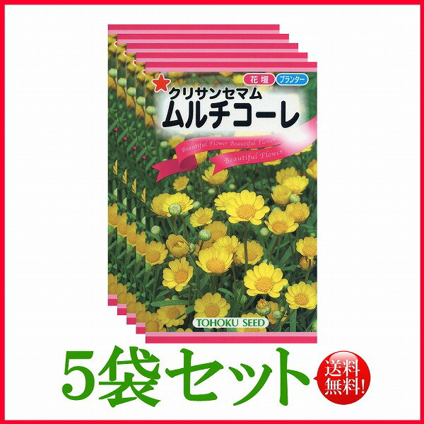 【5袋割引セット♪】【全国送料無料】 クリサンセマム ムルチコーレ/ トーホク 野菜 ハーブ 草花 園芸 栽培 肥料 家庭菜園 種子 たね ガーデニング ポット じょうろ 松永種苗 フタバ サカタのタネ タキイ ★在庫がある商品のみ12時（土日祝を除く）までのご注文で当日出荷