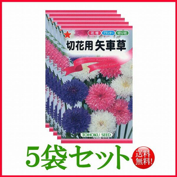  切花用　矢車草/ トーホク 野菜 ハーブ 草花 園芸 栽培 肥料 家庭菜園 種まき 種子 たね タネ ガーデニング ポット じょうろ 松永 フタバ サカタのタネ タキイ 土壌改良★在庫がある商品のみ12時（土日祝を除く）までのご注文で当日出荷