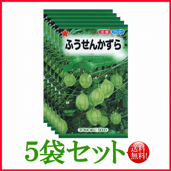 【5袋割引セット♪】【全国送料無料】 ふうせんかずら/ トーホク 野菜 ハーブ 草花 園芸 栽培 肥料 家庭菜園 球根 苗 種まき 種子 たね ガーデニング ポット じょうろ 松永種苗 フタバ サカタのタネ タキイ ★在庫がある商品のみ12時（土日祝を除く）までのご注文で当日出荷