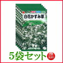 【5袋割引セット♪】【全国送料無料】 白花かすみ草/ トーホク 野菜 ハーブ 草花 園芸 栽培 肥料 家庭菜園 苗 種まき 種子 タネ 植物 ガーデニング 松永...