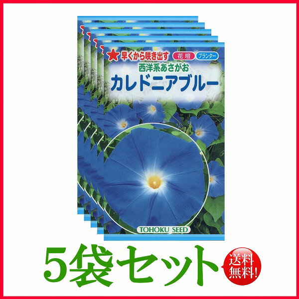 【5袋割引セット♪】【全国送料無料】 西洋系あさがお カレドニアブルー / トーホク 野菜 ハーブ 草花 園芸 栽培 肥料 家庭菜園 球根 苗 種まき ガーデニング じょうろ 松永フタバ種苗 サカタのタネ タキイ★在庫がある商品のみ12時（土日祝を除く）までのご注文で当日出荷