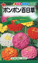 【全国送料無料】 ポンポン百日草 / トーホク 野菜 ハーブ 草花 園芸 栽培 肥料 家庭菜園 球根 苗 種まき 種子 たね タネ 植物 ガーデニング 培養土 じょうろ 松永種苗 フタバ種苗 サカタのタネ タキイ種苗 ★在庫がある商品のみ12時(土日祝を除く)までのご注文で当日出荷