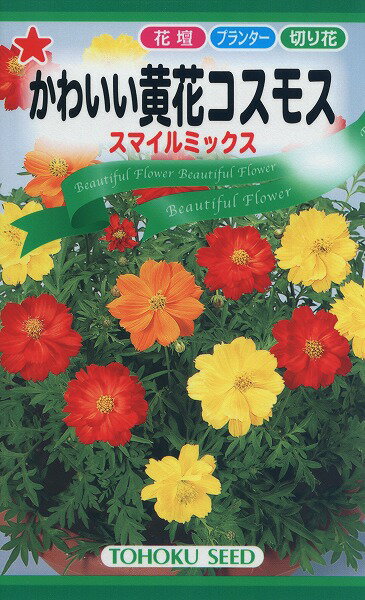 【全国送料無料】 かわいい　黄花コスモス / トーホク 野菜 ハーブ 草花 園芸 栽培 肥料 家庭菜園 球根 苗 種まき 種子 たね タネ 植物 ガーデニング ポット 松永種苗 フタバ種苗 サカタのタネ タキイ種苗★在庫がある商品のみ12時（土日祝を除く）までのご注文で当日出荷