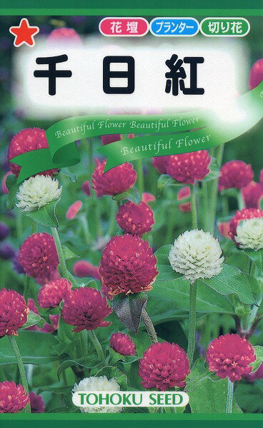 【全国送料無料】 千日紅/ トーホク 野菜 ハーブ 草花 園芸 栽培 肥料 家庭菜園 球根 苗 種まき 種子 たね タネ 植物 ガーデニング 培養土 ポット じょうろ 松永種苗 フタバ種苗 サカタのタネ タキイ種苗 ★在庫がある商品のみ12時（土日祝を除く）までのご注文で当日出荷