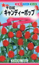 【全国送料無料】 千日紅 キャンディーポップ/ トーホク 野菜 ハーブ 草花 園芸 栽培 肥料 家庭菜園 球根 苗 種まき 種子 たね ガーデニング ポット じょうろ 松永 フタバ種苗 サカタのタネ タキイ種苗 ★在庫がある商品のみ12時（土日祝を除く）までのご注文で当日出荷