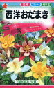 【全国送料無料】 西洋おだまき/ トーホク 野菜 ハーブ 草花 園芸 栽培 肥料 家庭菜園 球根 種子 たね タネ 植物 ガーデニング ポット じょうろ 松永種苗 フタバ種苗 サカタのタネ タキイ 土壌改良 腐葉土★在庫がある商品のみ12時(土日祝を除く)までのご注文で当日出荷