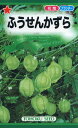【全国送料無料】 ふうせんかずら/ トーホク 野菜 ハーブ 草花 園芸 栽培 肥料 家庭菜園 球根 苗 種まき 種子 たね タネ 植物 ガーデニング ポット じょうろ 松永種苗 フタバ種苗 サカタのタネ タキイ種苗 ★在庫がある商品のみ12時(土日祝を除く)までのご注文で当日出荷