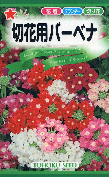 【全国送料無料】 切花用バーベナ/ トーホク 野菜 ハーブ 草花 園芸 栽培 肥料 家庭菜園 球根 苗 種まき 種子 たね タネ 植物 ガーデニング 培養土 ポット じょうろ 松永種苗 フタバ サカタのタネ タキイ★在庫がある商品のみ12時（土日祝を除く）までのご注文で当日出荷