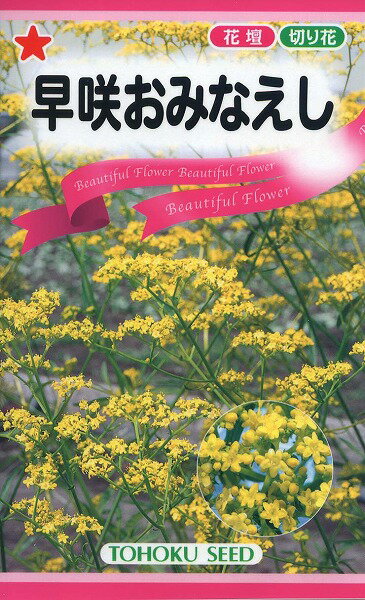 【全国送料無料】 早咲おみなえし/ トーホク 野菜 ハーブ 草花 園芸 栽培 肥料 家庭菜園 球根 苗 種まき 種子 たね タネ 植物 ガーデニング ポット じょうろ 松永種苗 フタバ種苗 サカタのタネ タキイ種苗 ★在庫がある商品のみ12時（土日祝を除く）までのご注文で当日出荷