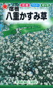 【全国送料無料】 宿根 八重かすみ草/ トーホク 野菜 ハーブ 草花 園芸 栽培 肥料 家庭菜園 球根 苗 種まき 種子 たね タネ 植物 ガーデニング ポット じょうろ 松永種苗 フタバ種苗 サカタのタネ タキイ ★在庫がある商品のみ12時(土日祝を除く)までのご注文で当日出荷