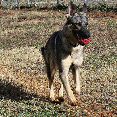 プラッツ ホーリーローラーボールミニオレンジ（犬用おもちゃ） 3