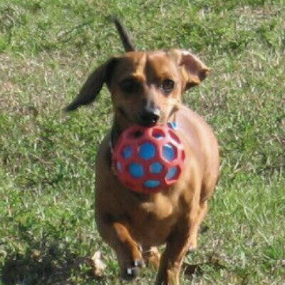 プラッツ ホーリーローラーボールミニオレンジ（犬用おもちゃ） 2