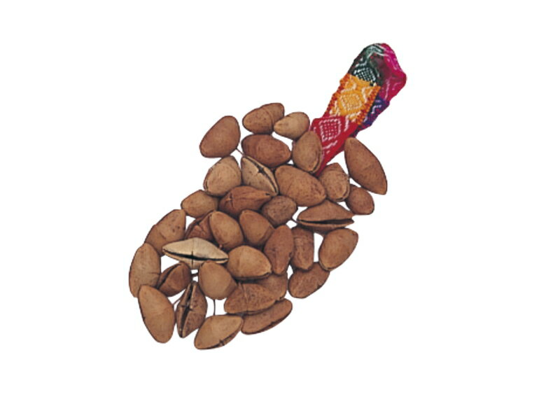 �e�[�W���@�Z�~�[���@TG-L01�@�A���f�X�̊y��