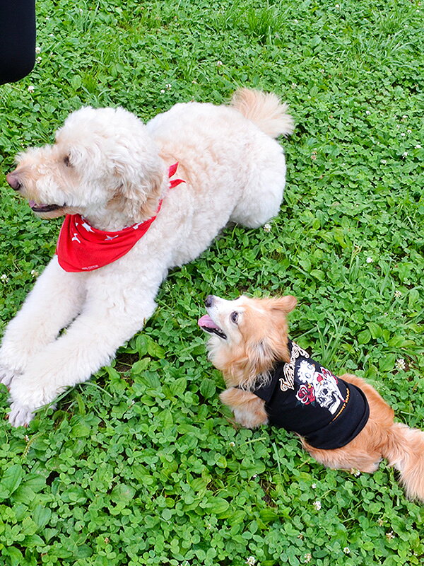 ベティちゃん 犬 戦前Betty Boop ベティちゃん 道化師ココ 犬の