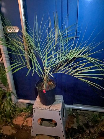 楽天市場】植物 シルバーリーフ（種類（植物）ヤシ）の通販