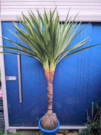 10/10撮影・現品！≪ドラセナ≫ニオイシュロラン・幹太分岐 枝分かれ株！★到着日時指定OK！のサムネイル