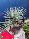 iI`bvX 7EqtI`vX t~X ZtFChamaerops humilis cerifera