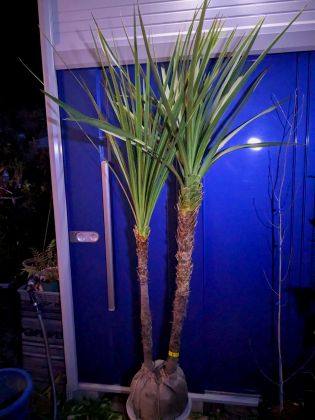 楽天市場】ニオイシュロラン鉢植えの通販 楽天市場】ニオイシュロラン鉢植えの通販