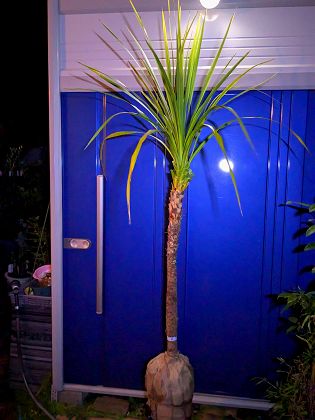 楽天市場】ニオイシュロラン(植木|ガーデニング・農業):花 楽天市場】ニオイシュロラン(植木|ガーデニング・農業):花