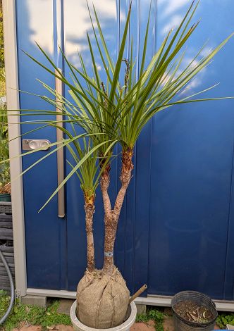 楽天市場】ニオイシュロラン(植木|ガーデニング・農業):花 楽天市場】ニオイシュロラン(植木|ガーデニング・農業):花