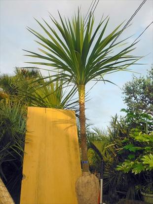 ♪ニオイシュロラン≪ドラセナ≫リゾート庭木♪お任せ株！※到着日時指定OK！のサムネイル