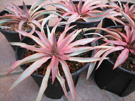 ♪斑入り葉ユッカ ◇グロリオサ・ブライトスター5号 ◇強耐寒性ユッカ！リゾート！◎本州四国は送料無料！のサムネイル