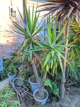 ユッカ 耐寒性ユッカ♪≪エレファンティペス ≫・枝分かれ株！◆リゾート庭木！Yucca elephantipes