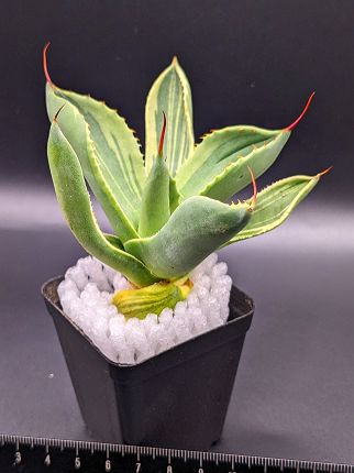 現品◇アガベ パリー トランカータ ライムストリーク・ベアルート苗◇Agave Parryi Truncata Lime Streak