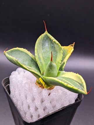 現品◇アガベ パリー トランカータ ライムストリーク・ベアルート苗◇Agave Parryi Truncata Lime Streak