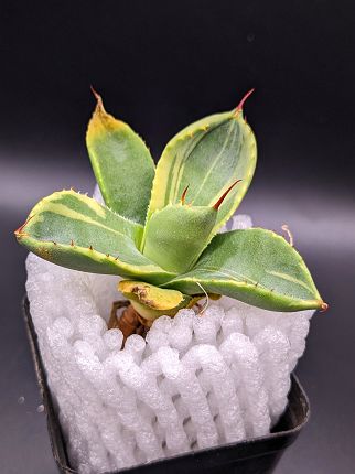 現品◇アガベ パリー トランカータ ライムストリーク・ベアルート苗◇Agave Parryi Truncata Lime Streak