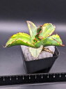  iIAKx `^m^ BB ubNu[ oGK[^ExA[gcAgave titanota blackblue 'Variegata'