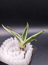 現品◇アガベ ビクトリアレジーナ 氷山・ベアルート苗◇Agave victoriae-reginae 'Hyouzan'◇