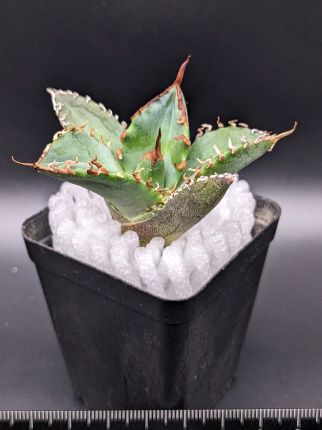 現品◇アガベ・チタノタ 阿修羅◇ベアルート苗◇titanota asyura