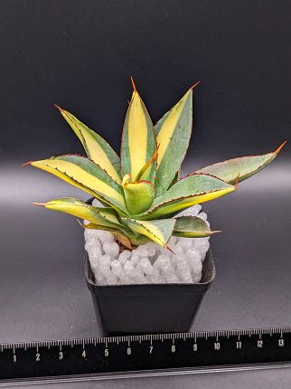 現品！◇アガベ・バーントバーガンディー 錦◎ベアルート苗◎Burnt Burgundy variegata