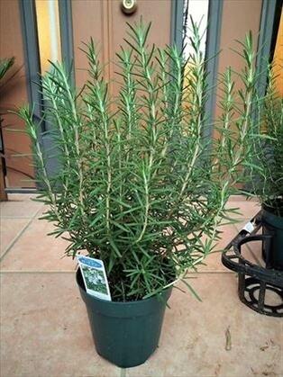 ローズマリー苗木≪マリンブルー 5号≫・青花人気種！のサムネイル