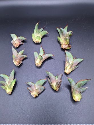 ※同時購入割引あり！◇アガベ・チタノタ　ブラックダイヤモンド◎ベアルート苗◎Agave titanota Black Diamon