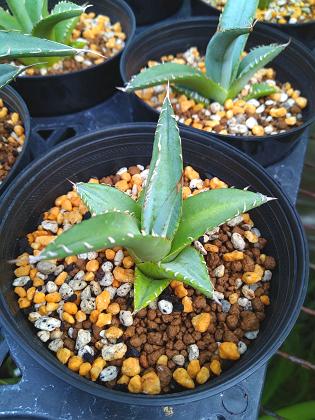 アガベ パープソラム 3.5号 Agave purpusorum お任せ苗