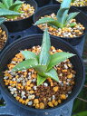 AKx p[v\ 3.5 Agave purpusorum Cc