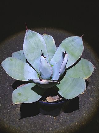 現品！◇アガベ パリー トランカータ ・7号植え発根株◇Agave parryi truncata ◇