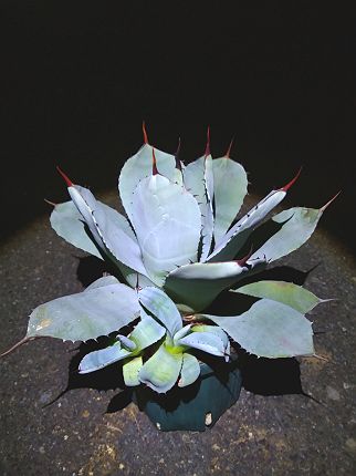 現品！◇アガベ パリー トランカータ ・6号植え発根株◇Agave parryi truncata ◇